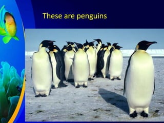These are penguins

 