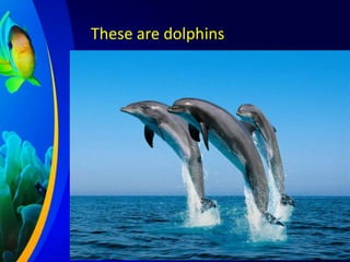 These are dolphins

 