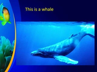 This is a whale

 