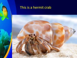 This is a hermit crab

 