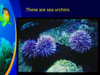 These are sea urchins

 