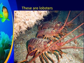 These are lobsters

 