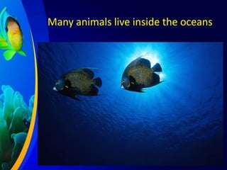 Many animals live inside the oceans

 
