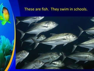 These are fish. They swim in schools.

 
