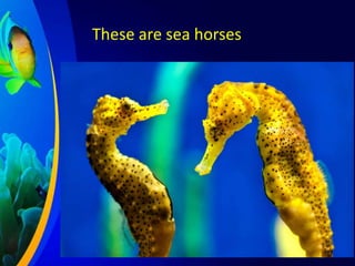 These are sea horses

 