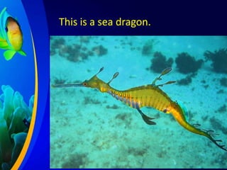 This is a sea dragon.

 