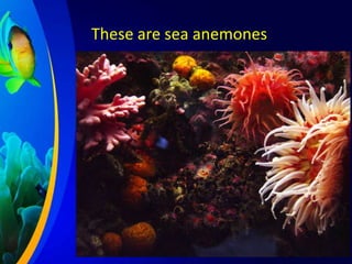 These are sea anemones

 