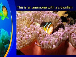 This is an anemone with a clownfish

 