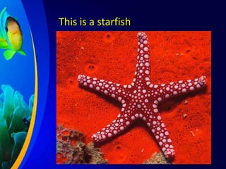This is a starfish

 
