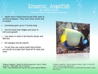 Sea Creatures PowerPoint | PPT