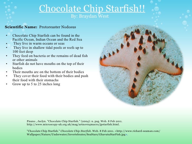 Sea Creatures PowerPoint