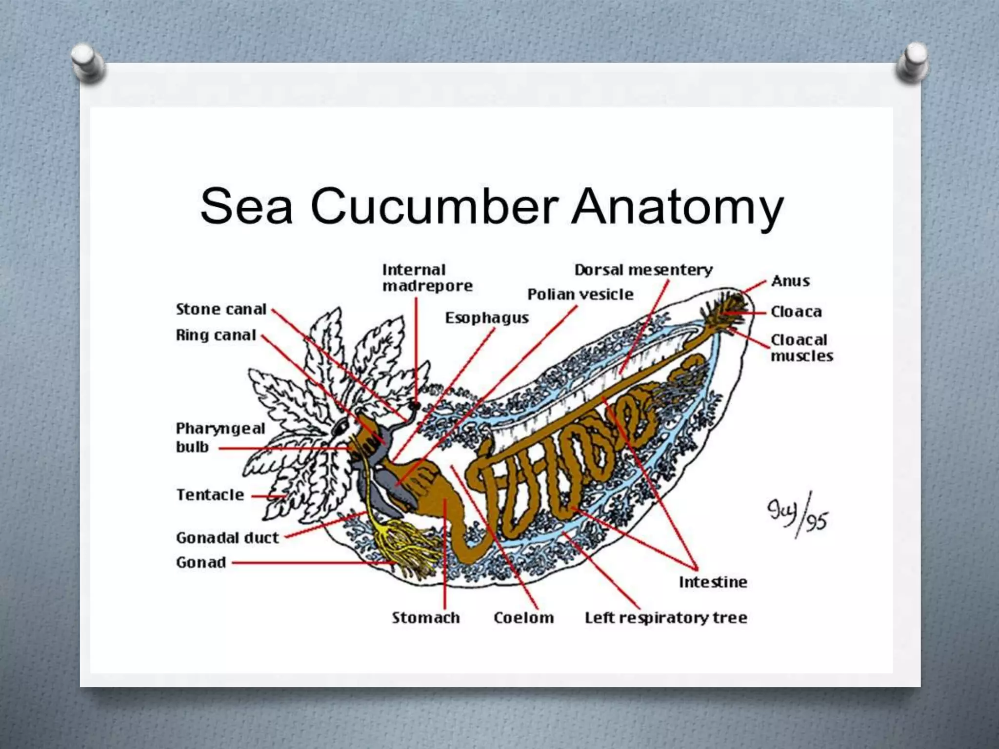 Sea Cucumber Life History PPTX