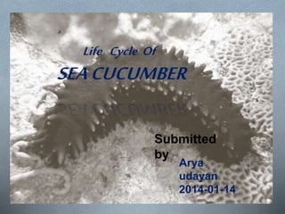 SEACUCUMBER
Submitted
by
Arya
udayan
2014-01-14
Life Cycle Of
 