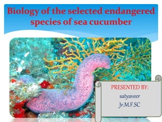 Biology of the selected endangered
species of sea cucumber
PRESENTED BY:
satyaveer
Jr.M.F.SC
 