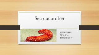 Sea cucumber
RAGHUNATH
MFSc-1st yr
FSM-2021-20-07
 