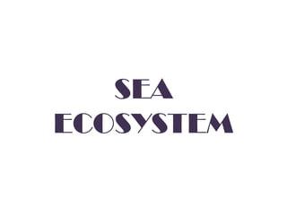 SEA
ECOSYSTEM

 