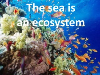 The sea is
an ecosystem
 