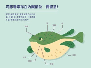 河豚毒素存在內臟部位　要留意！
河豚、蝦虎魚等，毒素主要分布於卵
巢、肝臟、腸、皮膚等部位，只要處理
不當，毒素就會污染到魚肉。
眼睛
血液
肝臟
性腺
鰓
腎臟
皮
脾臟
 
