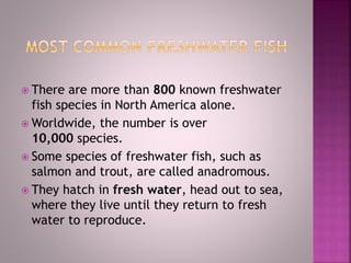  There are more than 800 known freshwater
fish species in North America alone.
 Worldwide, the number is over
10,000 species.
 Some species of freshwater fish, such as
salmon and trout, are called anadromous.
 They hatch in fresh water, head out to sea,
where they live until they return to fresh
water to reproduce.
 