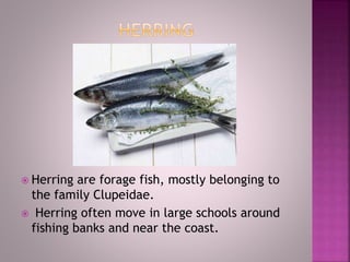  Herring are forage fish, mostly belonging to
the family Clupeidae.
 Herring often move in large schools around
fishing banks and near the coast.
 