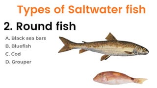 Round Fish Types Classifications of SEAFOOD_fish and shellfish.pdf