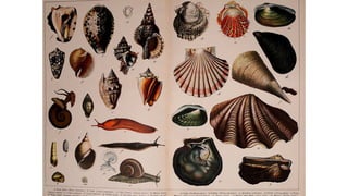Classifications of SEAFOOD_fish and shellfish.pdf