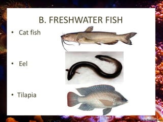B. FRESHWATER FISH
• Cat fish
• Eel
• Tilapia
 