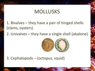 MOLLUSKS
1. Bivalves – they have a pair of hinged shells
(clams, oysters)
2. Univalves – they have a single shell (abalone)
3. Cephalopods – (octopus, squid)
 