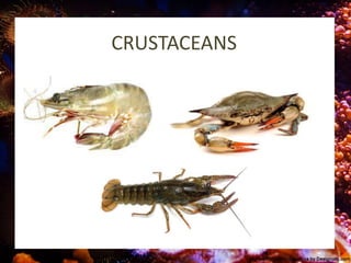 CRUSTACEANS
 