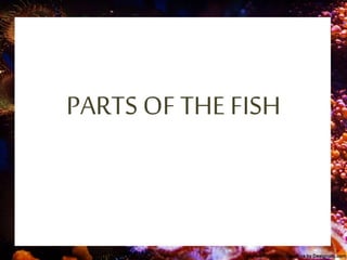 PARTS OF THE FISH
 