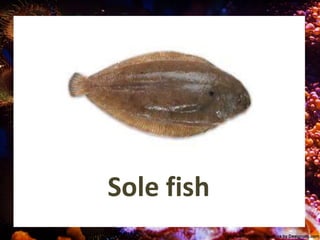 Sole fish
 
