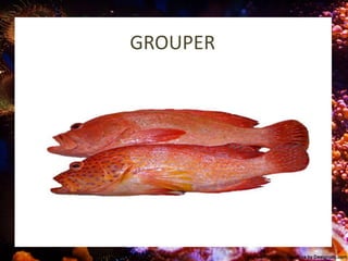 GROUPER
 