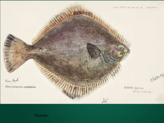 flounder
 