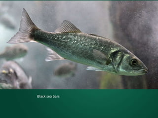 Black sea bars
 