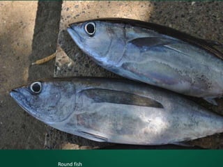 Round fish
 