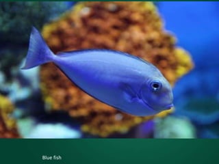 Blue fish
 