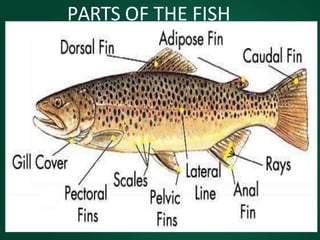 PARTS OF THE FISH
 