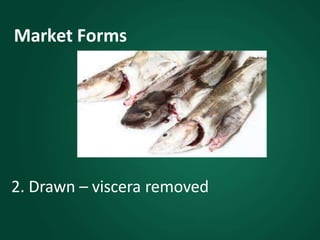 Market Forms
2. Drawn – viscera removed
 