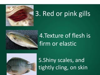 3. Red or pink gills
4.Texture of flesh is
firm or elastic
5.Shiny scales, and
tightly cling, on skin
 