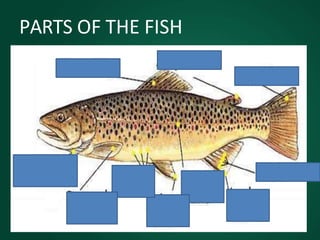PARTS OF THE FISH
 