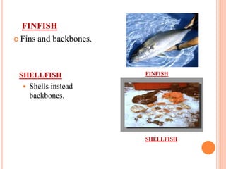 FINFISH
 Fins and backbones.
SHELLFISH
 Shells instead
backbones.
FINFISH
SHELLFISH
 