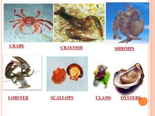 SHRIMPS
OYSTERSSCALLOPS
CRAYFISH
CLAMSLOBSTER
CRABS
 