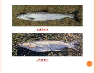 CATFISH
SALMON
 