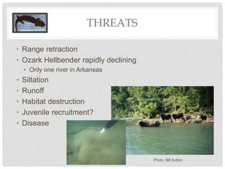 THREATS
• Range retraction
• Ozark Hellbender rapidly declining
• Only one river in Arkansas
• Siltation
• Runoff
• Habitat destruction
• Juvenile recruitment?
• Disease
Photo: Bill Sutton
 