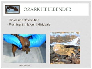 OZARK HELLBENDER
• Distal limb deformities
• Prominent in larger individuals
Photo: Bill Sutton
 