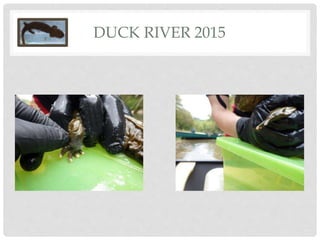DUCK RIVER 2015
 