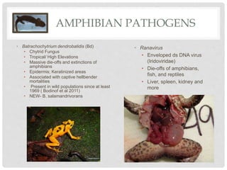 AMPHIBIAN PATHOGENS
• Batrachochytrium dendrobatidis (Bd)
• Chytrid Fungus
• Tropical/ High Elevations
• Massive die-offs and extinctions of
amphibians
• Epidermis; Keratinized areas
• Associated with captive hellbender
mortalities
• Present in wild populations since at least
1969 ( Bodinof et al 2011)
• NEW- B. salamandrivorans
• Ranavirus
• Enveloped ds DNA virus
(Iridoviridae)
• Die-offs of amphibians,
fish, and reptiles
• Liver, spleen, kidney and
more
 