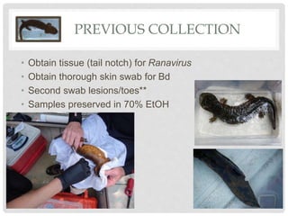 PREVIOUS COLLECTION
• Obtain tissue (tail notch) for Ranavirus
• Obtain thorough skin swab for Bd
• Second swab lesions/toes**
• Samples preserved in 70% EtOH
 