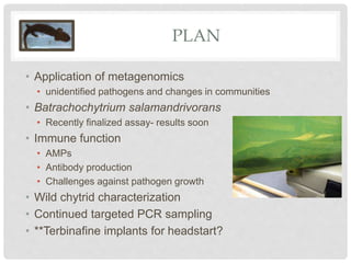 PLAN
• Application of metagenomics
• unidentified pathogens and changes in communities
• Batrachochytrium salamandrivorans
• Recently finalized assay- results soon
• Immune function
• AMPs
• Antibody production
• Challenges against pathogen growth
• Wild chytrid characterization
• Continued targeted PCR sampling
• **Terbinafine implants for headstart?
 