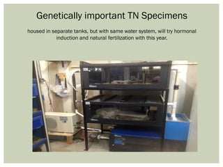 Genetically important TN Specimens
housed in separate tanks, but with same water system, will try hormonal
induction and natural fertilization with this year.
 